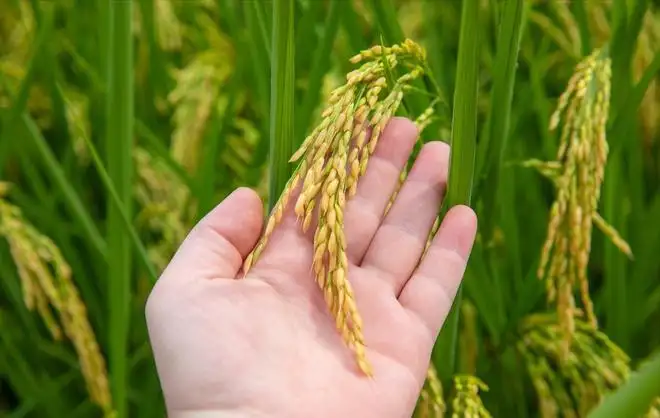 如何合理地處理豬舍糞便